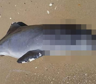 На узбережжі Чорного моря в Одеській області знайшли мертвих дельфінів — еколог