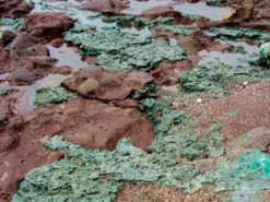 На віддаленому острові вчені знайшли «тривожну» знахідку