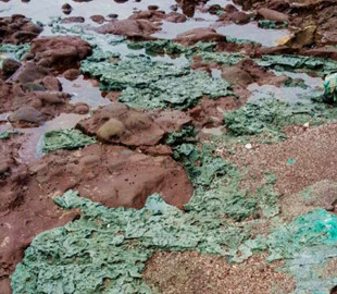 На віддаленому острові вчені знайшли «тривожну» знахідку