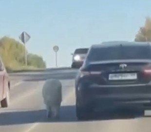 У соцмережах оприлюднили відео, на якому власниця вигулює собаку з автівки