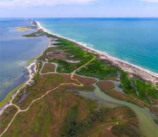 У Чорному морі загинули 50 тисяч дельфінів через росіян