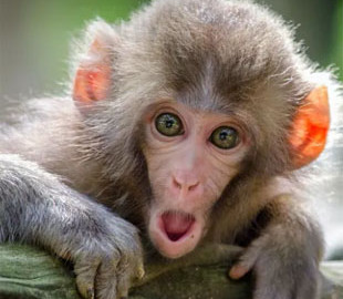 Мавпяча віспа: що це за захворювання і які має симптоми