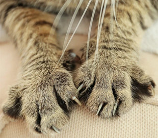 На Київщині діти знущалися з кота та знімали це на відео: поліція розслідує інцидент