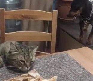 Пес помешал коту своровать хозяйскую еду со стола