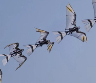 У Китаї створили "сокола"-робота, який може літати як живий птах