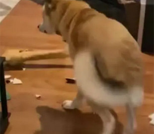 «Я не виноват»: пес умилил реакцией на разбитую вазу