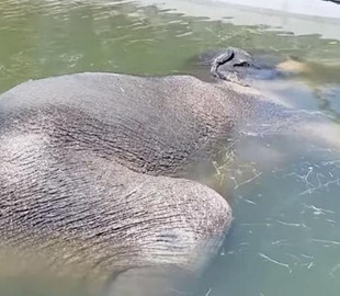 Сеть повеселил слон, заснувший в бассейне