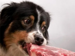 Британія першою у Європі вводить штучне м’ясо до раціону домашніх улюбленців