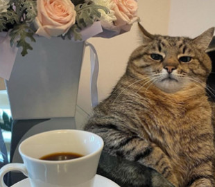 Брітні Спірс запостила фото українського кота Степана в Instagram: Як пухнастик з Харкова став зіркою мережі