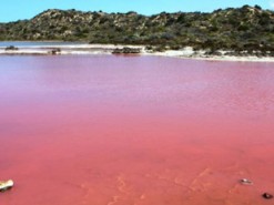 В Австралії з'явилося незвичне рожеве озеро, яке вже стало зіркою Instagram (Фото)