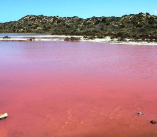 В Австралії з'явилося незвичне рожеве озеро, яке вже стало зіркою Instagram (Фото)