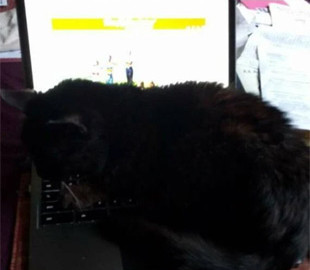 Кота звинувачують у знищенні інформації на сервері Міністерства в справах ветеранів США