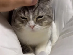 Кот стал суперзвездой Youtube и попал в Книгу рекордов Гиннеса: как он выглядит