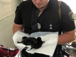 У Києві поліція врятувала кошенят, яких викинули у сміттєвий бак. ФОТО