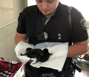 У Києві поліція врятувала кошенят, яких викинули у сміттєвий бак. ФОТО