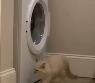 Забавные коты ходили по кругу: пытались догнать друг друга