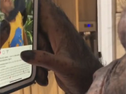 В сети смеются над шимпанзе, которая освоила Instagram