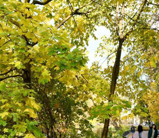 Дуже тепла субота та дощова неділя: якою буде погода в останні вихідні жовтня