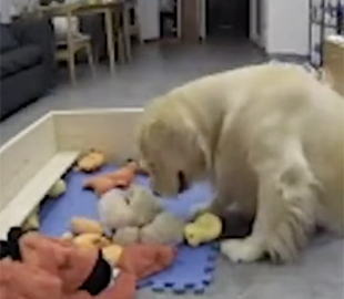 Заботливая собака успокоила щенков с помощью игрушек