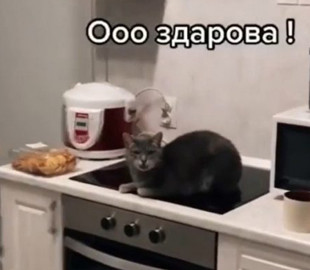 Кот «беседовал» с хозяином, игнорируя его просьбы