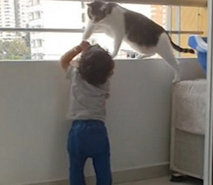 И няня не нужна: бдительная кошка не подпускала малыша к перилам балкона