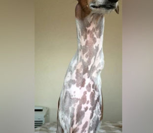 Пес-длинномер. Собака породы азавак прославилась в Сети из-за сходства с жирафом