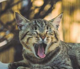 Кіт записав власний трек під акомпанемент музикантів з усього світу