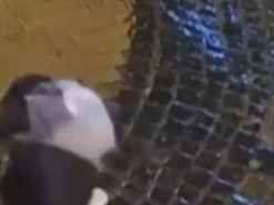 У соцмережах виклали відео, на якому дитина не може пройти слизьким тротуаром, але не здається