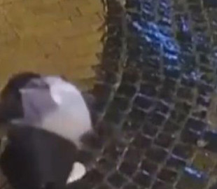 У соцмережах виклали відео, на якому дитина не може пройти слизьким тротуаром, але не здається