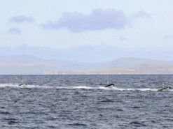 Розкриті технічні характеристики британських надводних дронів Rattler