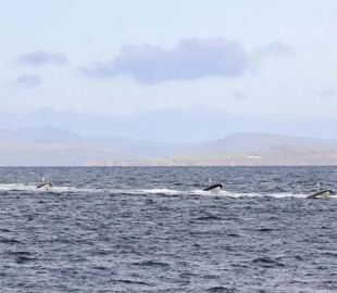 Розкриті технічні характеристики британських надводних дронів Rattler