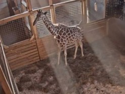 Пологи в прямому ефірі. Тисячі користувачів у мережі спостерігають за вагітною жирафою з Нью-Йорка