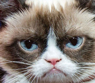 Меми допомогли людям в умовах пандемії, - дослідження