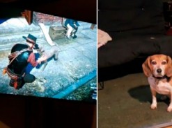 У грі Red Dead Redemption 2 можна гладити собак. Ваш улюбленець буде не в захваті