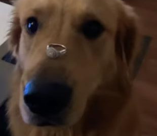Девушка решила похвастаться кольцом и положила его на нос собаки, но питомец сорвал ее планы