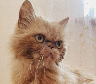 Вже одужує і хоче на марку від "Укрпошти": нові фото кішки Шафи з Бородянки