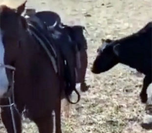Храбрая лошадь защитила наездника от наглой коровы