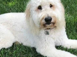 Сеть покорил пес, помогающий детям не бояться уколов