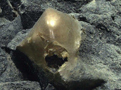 Невідому золотисту морську істоту виловили з дна океану біля Аляски