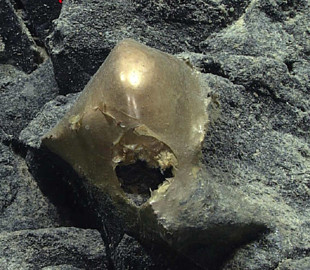 Невідому золотисту морську істоту виловили з дна океану біля Аляски