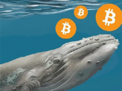 Невідомий біткоїн-кит накопичив на своєму гаманці $3 млрд лише за три дні
