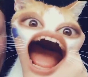 Смешные коты в Snapchat