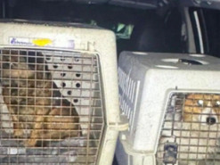 Чоловік силоміць напоїв собак горілкою на камеру: поліція Львівщини відкрила справу