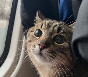 Самый знаменитый кот Харькова Степан нашелся: куда увезли животное