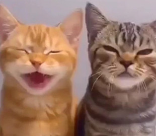 Необычная песня котов стала хитом в соцсетях