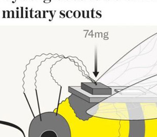 Армія бджіл-кіборгів: як Китай впроваджує технології в комах для військових цілей