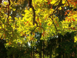 Гороскоп на 7 вересня для всіх знаків зодіаку: день, який поверне до нашого життя минуле