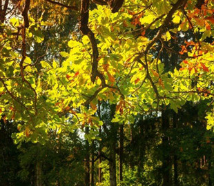 Гороскоп на 7 вересня для всіх знаків зодіаку: день, який поверне до нашого життя минуле