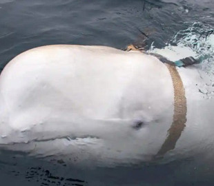 У Норвегії хочуть надати притулок російському киту-шпигуну