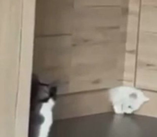 Настоящее колдовство: белый кот "просочился" сквозь узкую щель в мебели